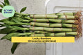 Lucky Bamboo Plants – 10 Live 6-Inch Stalks – Dracaena sanderiana Indoor Decorative Green Plants for Home & Office