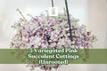 Variegated Pink Succulent Cuttings – Trailing Houseplant Decor, Callisia repens variegata, Unrooted, Bright Pink, Green, Cream