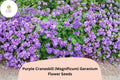 Purple Cranesbill Geranium Seeds, Hardy Perennial, Magnificum, Violet Purple Blooms, Mounded Growth, Pollinator Attracting