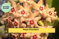 Hoya limoniaca Live Plant – Rare Rooted Cutting in 3.5” Pot, Tropical Houseplant, Vining, Green Foliage, Indoor Collectors