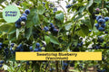 Sweetcrisp Blueberry Plant – Live Vaccinium Hybrid, 1-Quart Bare Root, High-Yield Fruit Bush for Zones 6–9