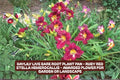 Ruby Red Stella Daylily Bare Root Plant – Vibrant Ruby Red Flowers, Perennial, Hemerocallis 'Stella de Oro'
