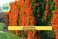 Florida Flame Physostegia Vine – Live Rooted Starter Plant, Pollinator Garden, Bright Summer Blooms, Physostegia sp.