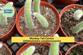 Monkey Tail Cactus Live Plant – 4" Pot, Trailing Fuzzy Succulent with Long Tails, Hildewintera colademononis, Indoor Hanging Cactus
