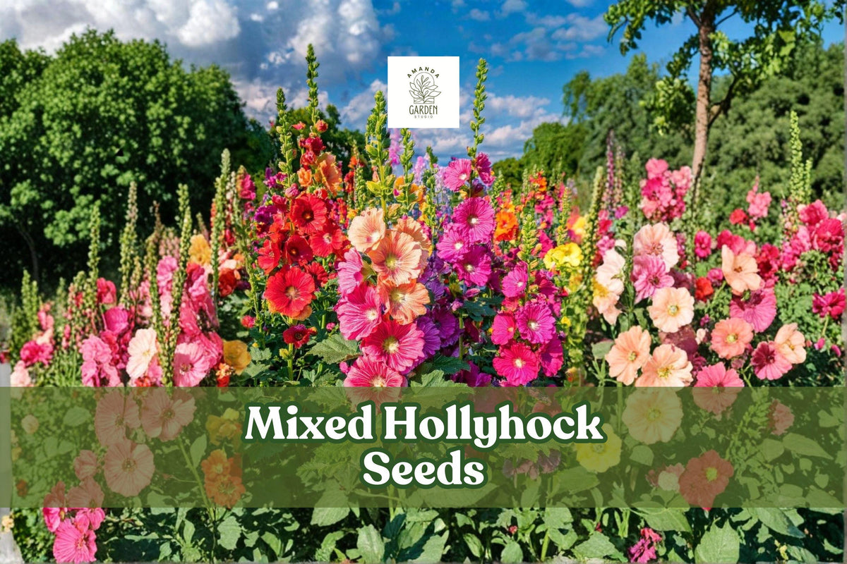 100+ Mixed Hollyhock Seeds | Alcea rosea | Long-Blooming Cottage Garden Flowers | Non-GMO | Attracts Pollinators