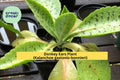 Donkey Ears Plant – Kalanchoe gastonis-bonnieri Succulent with Variegated Paddle-Shaped Leaves, Live Rooted Starter, Indoor or Patio