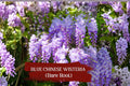 Blue Chinese Wisteria Vine Bare Root – Heirloom Purple Flowering Climber Wisteria sinensis