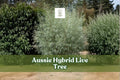 Aussie Hybrid Fast-Growing Tree - 1 Live Plant for Outdoor Landscaping - Vigorous Growth, Full Sun, Well-Draining Soil