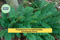 Christmas Fern Bare Root Plants – 5 Live Roots, Polystichum acrostichoides, Evergreen Shade Fern for Woodland Gardens and Borders