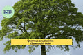 Sawtooth Oak Tree Live Plants – Quercus acutissima – 12-24 Inch Bare Root Saplings for Landscaping, Wildlife Habitat, Shade