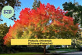 Chinese Pistache Live Tree 18” Tall – Pistacia chinensis Fall Foliage, Drought-Tolerant Deciduous Tree for Garden & Bonsai