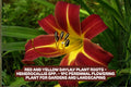 Red and Yellow Daylily Plant Roots – Perennial Garden Flower, Hemerocallis, Bright Colorful Bloom, Pollinator Attracting, Easy to Grow