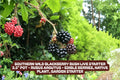 Blackberry Bush Plant – Live Starter in 3.5" Pot, Southern Wild Rubus fruticosus, Fruit-bearing, Drought-tolerant