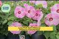 Luna Pink Swirl Hibiscus – Live Rooted Perennial Plant with 8–10” Pink & White Flowers, Hibiscus moscheutos, Hardy in Zones 5–9