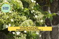 Climbing Hydrangea Vine – Hydrangea anomala petiolaris Live Plant with Fragrant White Blooms & Green Foliage for Shade Gardens Zones 5–9