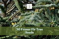 30 Fraser Fir Tree Seeds | Abies fraseri | Evergreen Christmas Tree Conifer for Landscaping & Holiday Use