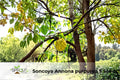 Soncoya Tree Seeds | Ornamental Tropical Plant | Annona purpurea | Exotic Foliage & Round Fruit