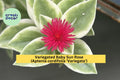Variegated Baby Sun Rose Succulent Plant 6-inch, Aptenia cordifolia ‘Variegata’, Pink Blooms, Groundcover, Trailing, Drought-Tolerant