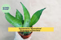 Sansevieria Moonshine Live Snake Plant in 4" Pot – Dracaena trifasciata, Easy-Care Indoor Houseplant for Home & Office