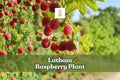 Latham Raspberry Plant Live Red Raspberry Bush Rubus idaeus ‘Latham’ Fruiting Shrub