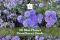 50 Blue Planet Flossflower Seeds | Ageratum houstonianum | Compact Blue Blooms for Pollinator Gardens & Containers