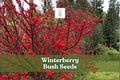 Winterberry Bush Seeds 50 Pack | Ilex verticillata Bright Red Berries | Ornamental Shrub for Gardens