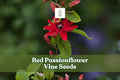 10 Red Passionflower Vine Seeds | Passiflora princeps | Exotic Tropical Climbing Plant for Gardens and Planters