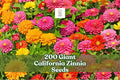 200 Giant California Zinnia Seeds | Mixed Colors | Zinnia elegans | Non-GMO, Pollinator-Friendly Garden Flower Seeds