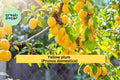 Yellow Plum Tree – Live Rooted Fruit Tree, 2 ft Tall, Hardy Prunus domestica, Sweet Golden Yellow Fruit, Zones 5–9
