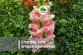 1000+ Chantilly Pink Snapdragon Seeds, Soft Pink Fragrant Blooms, Annual Flower, Antirrhinum majus