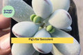 Cotyledon Orbiculata Succulent Plant – 2" Pot, Silver Green Leaves, Indoor Houseplant, Easy Care Drought-Tolerant, Gift Idea