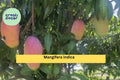 Live Mango Tree Seedling – 9–12 Inch Tropical Fruit Tree in Pot, Mangifera Indica, Easy-Grow Patio or Garden Plant for Zones 9–11
