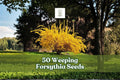 50 Weeping Forsythia Seeds | Yellow Blooming Shrub | Forsythia suspensa | Ornamental Garden Plant for Hedges & Borders
