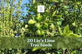 20 Lia's Lime Tree Seeds | Fast-Growing Citrus | Citrus aurantiifolia | Non-GMO Key Lime Seeds for Container Gardening
