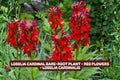Lobelia Cardinal Bare-Root Plant with Red Flowers, Perennial, Lobelia cardinalis, Attracts Pollinators, Easy to Grow