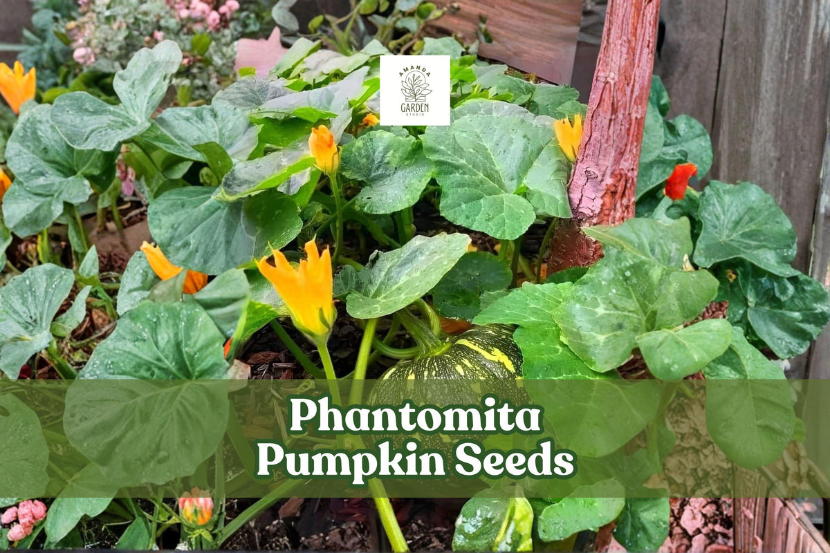 Phantomita Pumpkin Seeds, Rare Heirloom Cucurbita pepo, Ornamental & Edible Squash, Exotic Multicolor Fruit, 10 Seeds