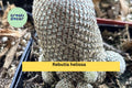Rebutia heliosa Live Cactus – 2" Pot, Mini Clumping Succulent with Orange Blooms, Indoor Cactus for Collectors