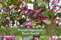 Purple Hyacinth Bean Seeds – Lablab purpureus, Ornamental Climbing Vine with Purple Flowers & Red-Tinted Leaves, Non-GMO, 30 Seeds