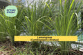 Lemongrass Live Plants – 3 Fully Rooted Cymbopogon citratus Herbaceous Perennials for Culinary & Garden Use