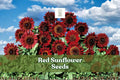 Red Sunflower Seeds – Helianthus annuus, 50 Non-GMO Heirloom Garden Flowers, Bright Red Blooms, Pollinator-Friendly
