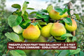 Pineapple Pear Fruit Tree - Edible Pyrus communis - 2-3 Feet Tall, Fruit-Bearing, Small Space Garden Tree