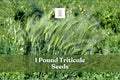 Triticale Seeds 1 lb Non-GMO Hybrid Grain Crop (×Triticosecale) for Cover & Forage, Fast-Growing, High-Yield, Untreated