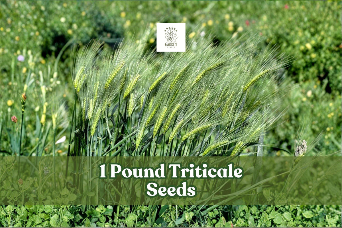Triticale Seeds 1 lb Non-GMO Hybrid Grain Crop (×Triticosecale) for Cover & Forage, Fast-Growing, High-Yield, Untreated