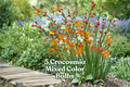 5 Crocosmia Bulbs | Mixed Bright Colors | Pollinator-Friendly | Crocosmia spp. | Easy-Grow Summer Flowers