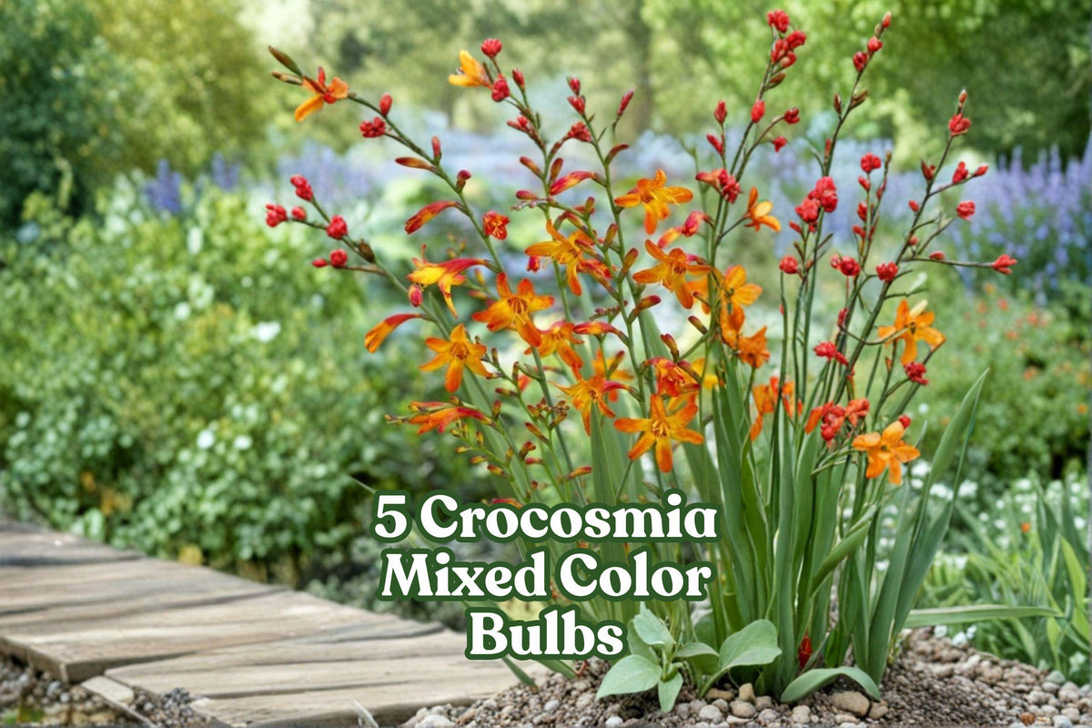 5 Crocosmia Bulbs – Mixed Color Flowering Bulbs for Borders & Containers | Bright Summer Blooms | Crocosmia spp.