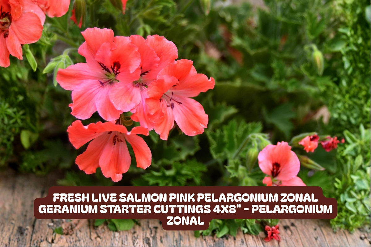 Fresh Salmon Pink Pelargonium Zonal Geranium Cuttings 4x8" | Pelargonium x hortorum Starter Plants