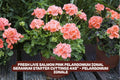 Giant Dinner Plate Dahlia Bulbs – Lilac Time Tuber Clumps, Dahlia pinnata, Large Flowering, Full Sun, Cut Flower, Garden Plant