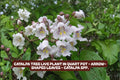 Catalpa Tree Live Plant in Quart Pot, Arrow-Shaped Leaves, Catalpa speciosa, Deciduous Shade Tree for Garden or Landscaping