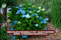 Nikko Blue Hydrangea Plant - 4" Pot, Flowering Shrub, Hydrangea macrophylla 'Nikko Blue' for Garden or Container