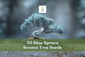 50 Blue Spruce Bonsai Tree Seeds | Picea pungens | Non-GMO Colorado Blue Evergreen for Bonsai & Landscape Planting